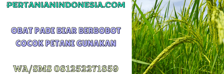 obat,obat padi,berbobot,tanaman,tanaman padi